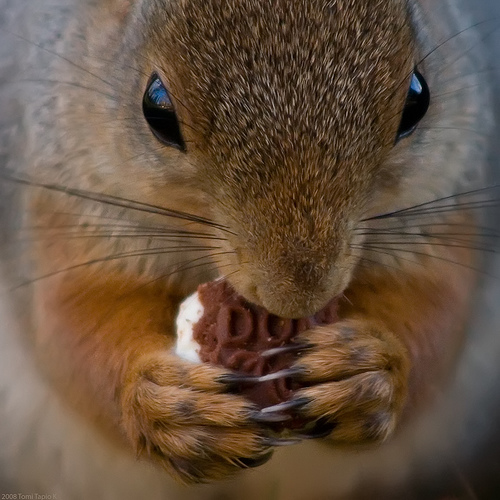 squirrel.tomitapio
