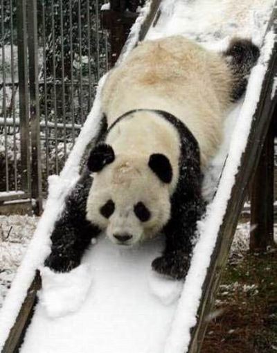 panda.playtime.slide